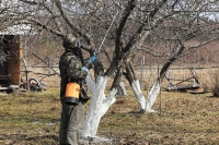 Как защитить деревья от ожогов