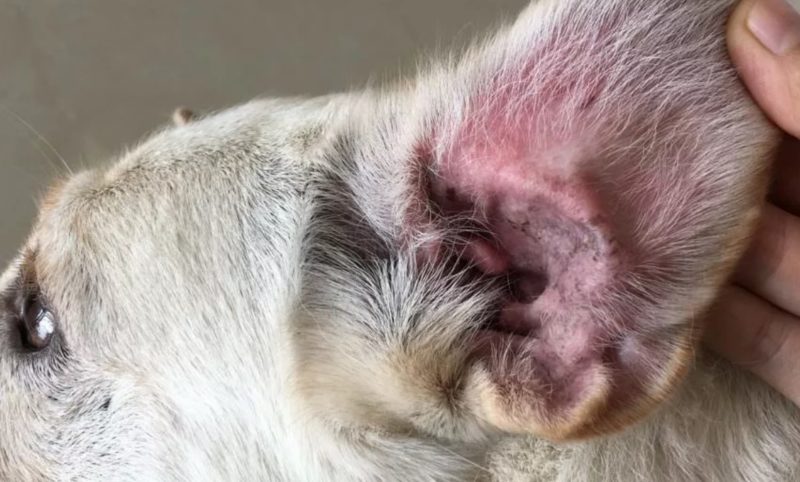 симптомы отита