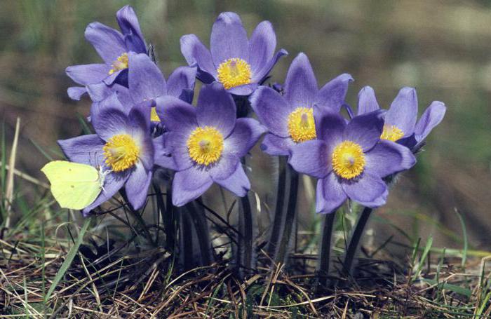 растение которое оставляет ожоги