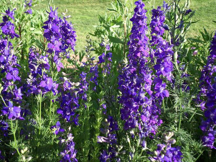 ожоги от растений чем лечить