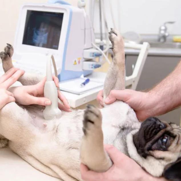 Причины и симптомы эндометрита у собак, а также профилактика и лечение Причины и симптомы эндометрита у собак, а также профилактика и лечение