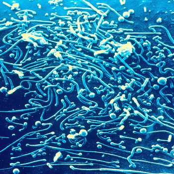 Что такое микоплазма пневмония igm