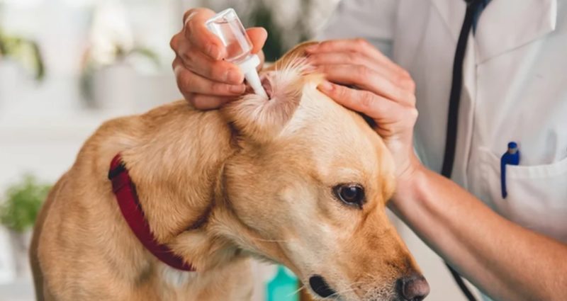 разновидности отита