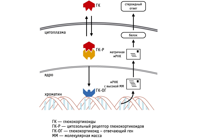 Действие глюкокортикоидов Действие глюкокортикоидов