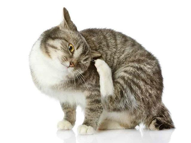 Кот расчесывает ухо