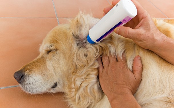 Как закапать ушко собаке