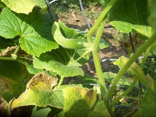 болезни огурцов