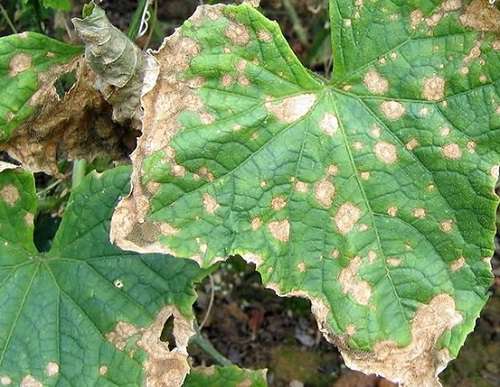 болезни огурцов