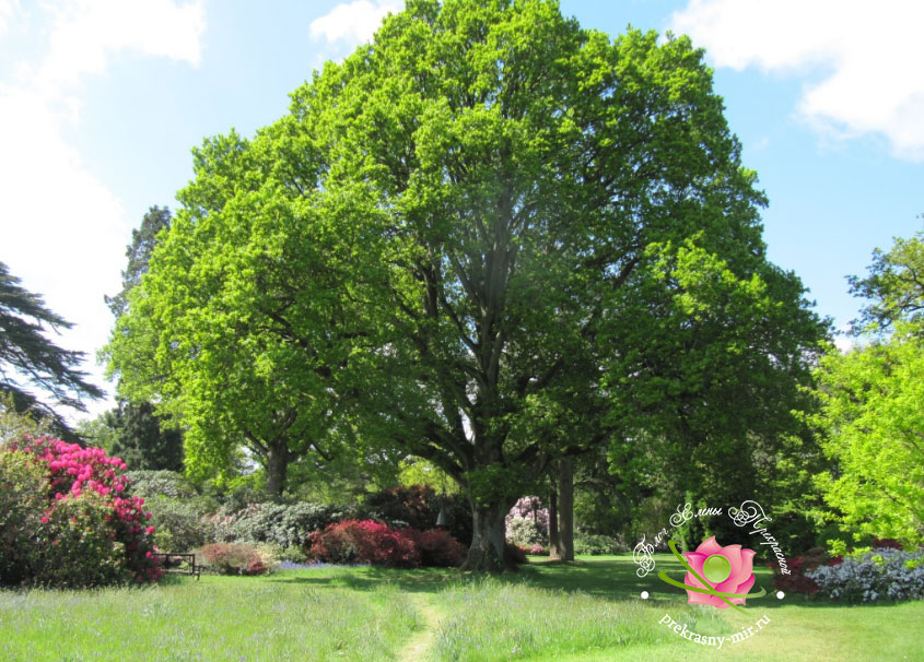 дерево дуб