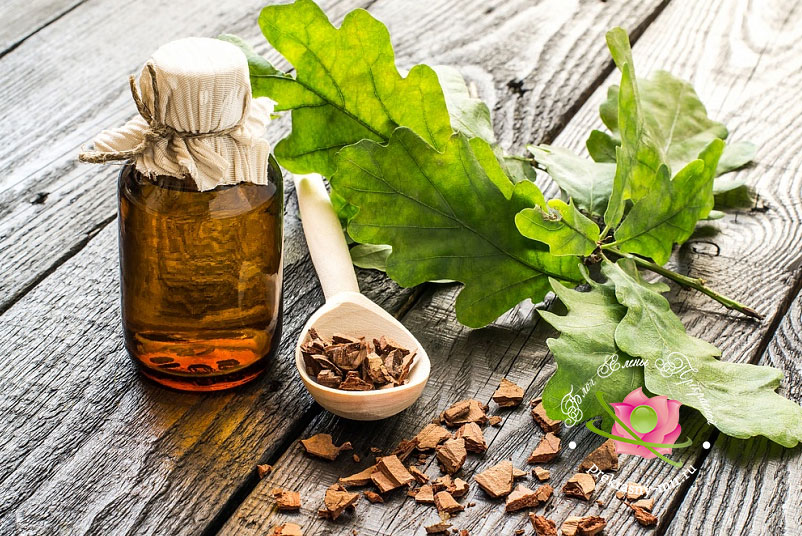 Фото: лечебные свойства коры дуба и противопоказания