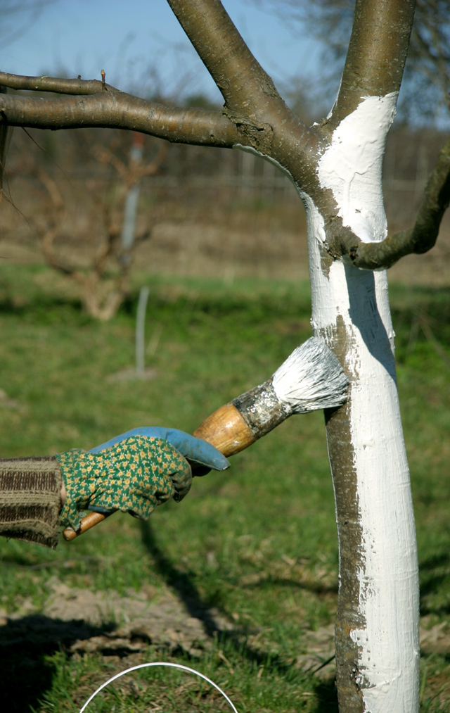 Как защитить деревья от ожогов