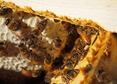 Какой мед полезнее при пневмонии Какой мед полезнее при пневмонии thumbnail