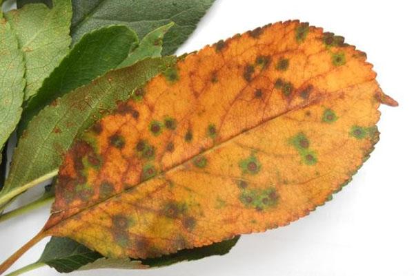 грибковая болезнь