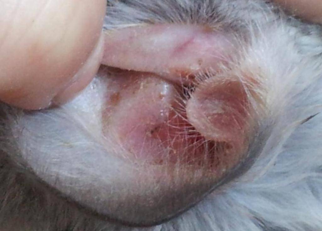 Отит у кошки лечение в домашних условиях