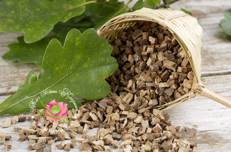 кора дуба польза и вред