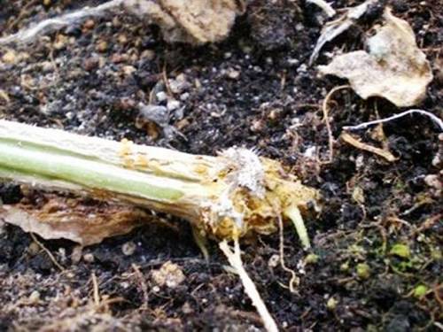 болезни огурцов