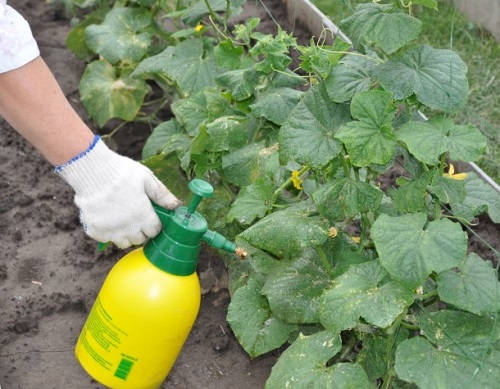 болезни огурцов