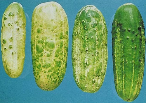 болезни огурцов