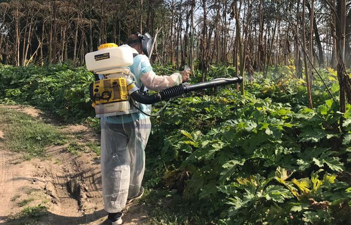 Борщевик сибирский на фото при уничтожении службой СЭС Борщевик сибирский на фото при уничтожении службой СЭС