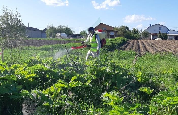 Борщевик сибирский - что это за растение? Борщевик сибирский - что это за растение?