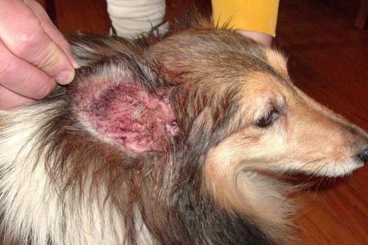 Симптомы отита у собаки