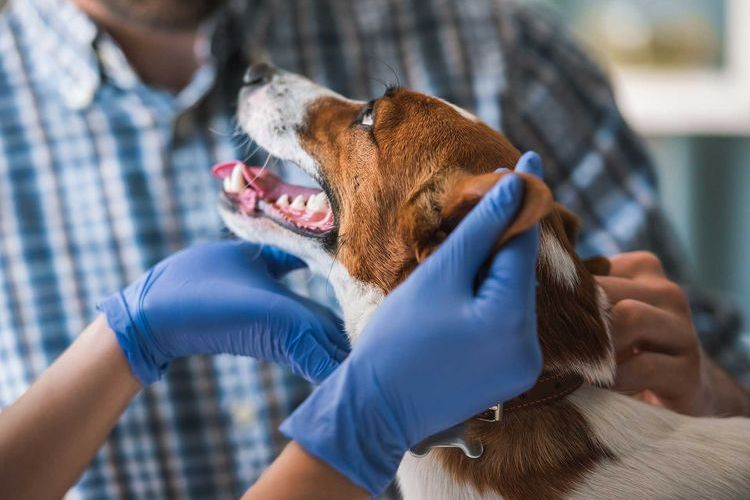 Отит у собаки