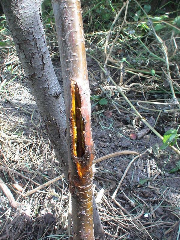 поражение ствола