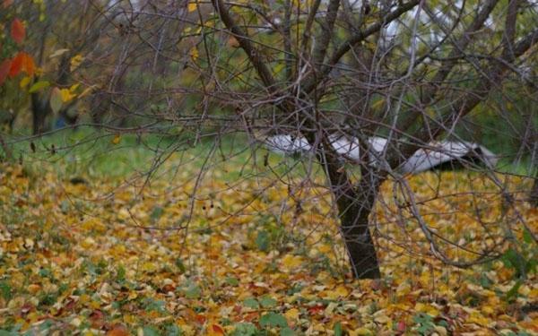 раннее опадание листвы