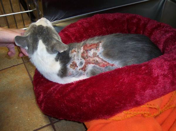 Первая помощь при ожогах кошке