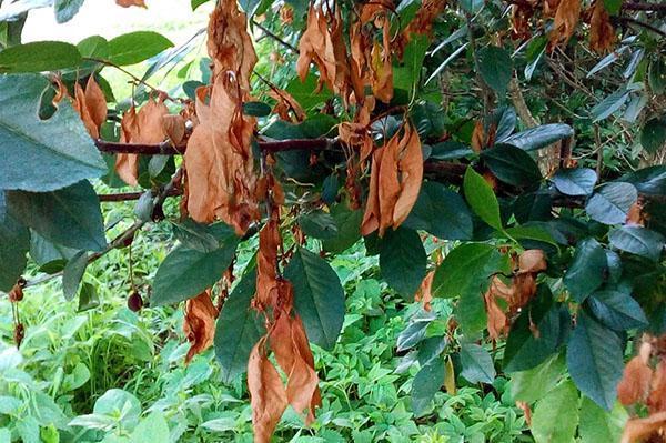 сохнет листва