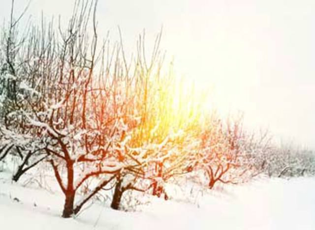 Помимо прочего, раны могут появляться у тех деревьев, ствол которых перетянут проволокой, шпагатом или другими материалами, которые могут вызвать кольцевание