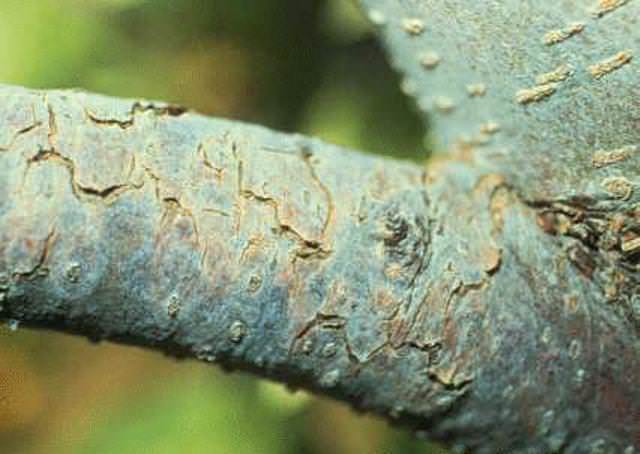 Если вовремя не вылечить образовавшиеся раны, они вторично повредятся летом