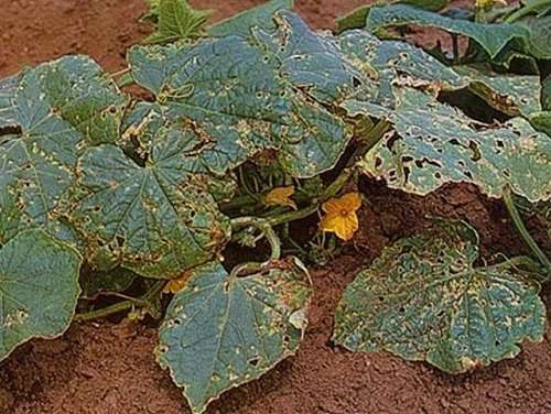 болезни огурцов