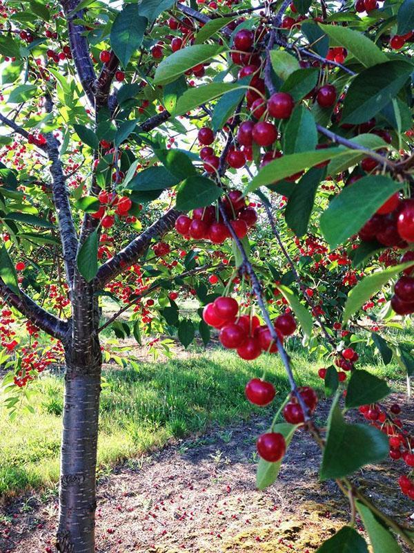 здоровое дерево